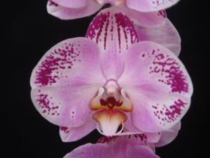 Phalaenopsis Lianher Happy Dancer