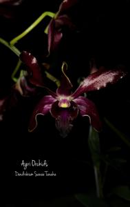 Dendrobium Sanae Tanaka