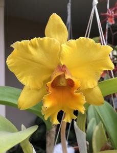 Rhyncholaeliocattleya Unconditional Love