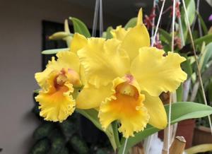 Rhyncholaeliocattleya Unconditional Love