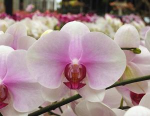 Phalaenopsis Gu Keng Beauty