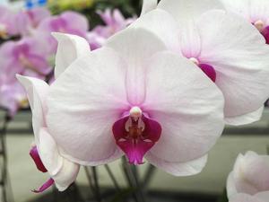 Phalaenopsis Gu Keng Beauty