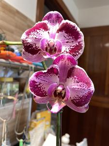 Phalaenopsis Jiuhbao Fairy