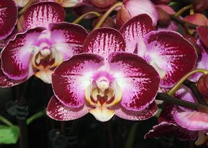 Phalaenopsis Jiuhbao Fairy