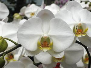 Phalaenopsis Taida Snow Angel