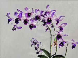 Dendrobium Serene Chang