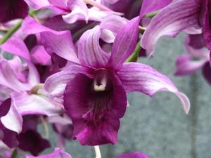 Dendrobium Serene Chang