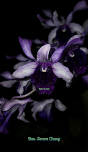 Dendrobium Serene Chang