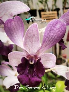 Dendrobium Serene Chang