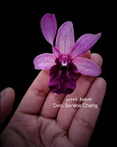 Dendrobium Serene Chang