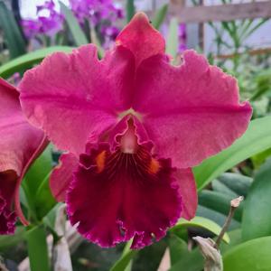 Rhyncholaeliocattleya Lina Costa