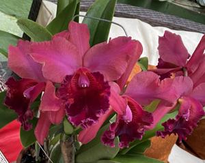 Rhyncholaeliocattleya Lina Costa