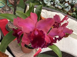 Rhyncholaeliocattleya Lina Costa