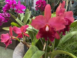 Rhyncholaeliocattleya Lina Costa