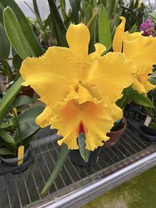 Rhyncholaeliocattleya Suzuki's Preciosa