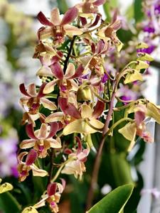 Dendrobium Tommy Sng