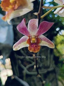 Dendrobium Tommy Sng