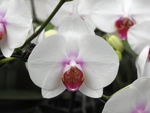 Phalaenopsis Jetgreen Mount Ama