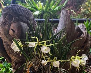 Brassavola Lady Of The Night