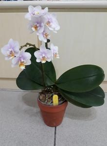 Phalaenopsis Tying Shin Sweetheart