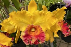 Rhyncholaeliocattleya Darcy-Rose Campbell