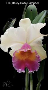 Rhyncholaeliocattleya Darcy-Rose Campbell