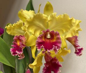 Rhyncholaeliocattleya Darcy-Rose Campbell