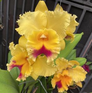 Rhyncholaeliocattleya Darcy-Rose Campbell