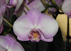 Phalaenopsis Unimax Sakurahime