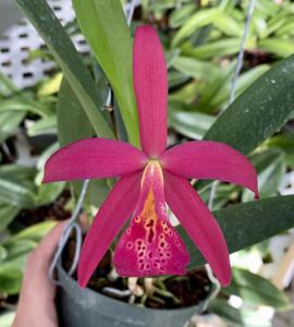 Brassocattleya Merilyn Josephine Van Holder