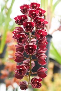 Cymbidium Tagami's Special