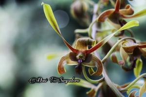 Dendrobium Lim Loong Keng
