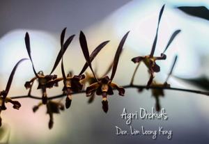 Dendrobium Lim Loong Keng