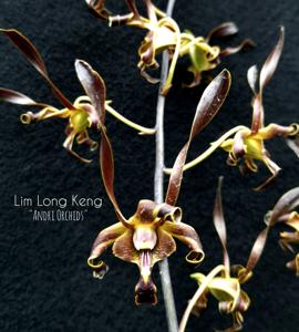 Dendrobium Lim Loong Keng