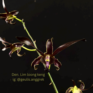 Dendrobium Lim Loong Keng