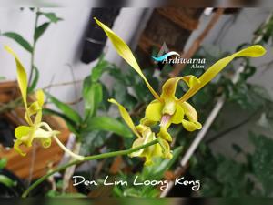 Dendrobium Lim Loong Keng