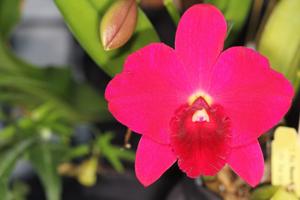 Rhyncholaeliocattleya Memoria Irene Feil