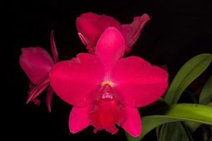 Rhyncholaeliocattleya Memoria Irene Feil