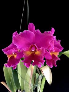 Rhyncholaeliocattleya Jac Purple Ruby