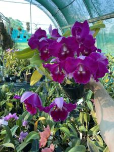 Rhyncholaeliocattleya Hsinying Mini Dancer