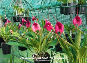 Masdevallia Hot Shot