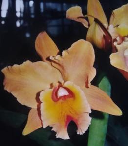 Rhyncholaeliocattleya Fortune Teller