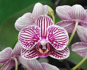 Phalaenopsis Taida King's Caroline