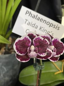 Phalaenopsis Taida King's Caroline