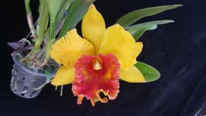 Rhyncholaeliocattleya Ratima Urthamapimuk