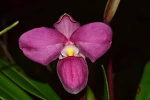 Phragmipedium Eumelia Arias