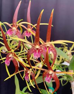 Dendrobium Australian Chocolate Starfish