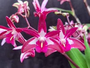 Dendrobium Australian Rhubarb Pie