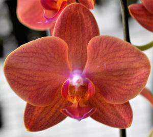 Phalaenopsis Tying Shin Golden City