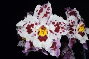 Oncidium McBean's Abigail